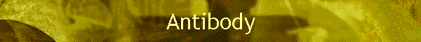 Antibody