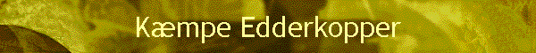 Kmpe Edderkopper