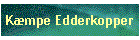 Kmpe Edderkopper